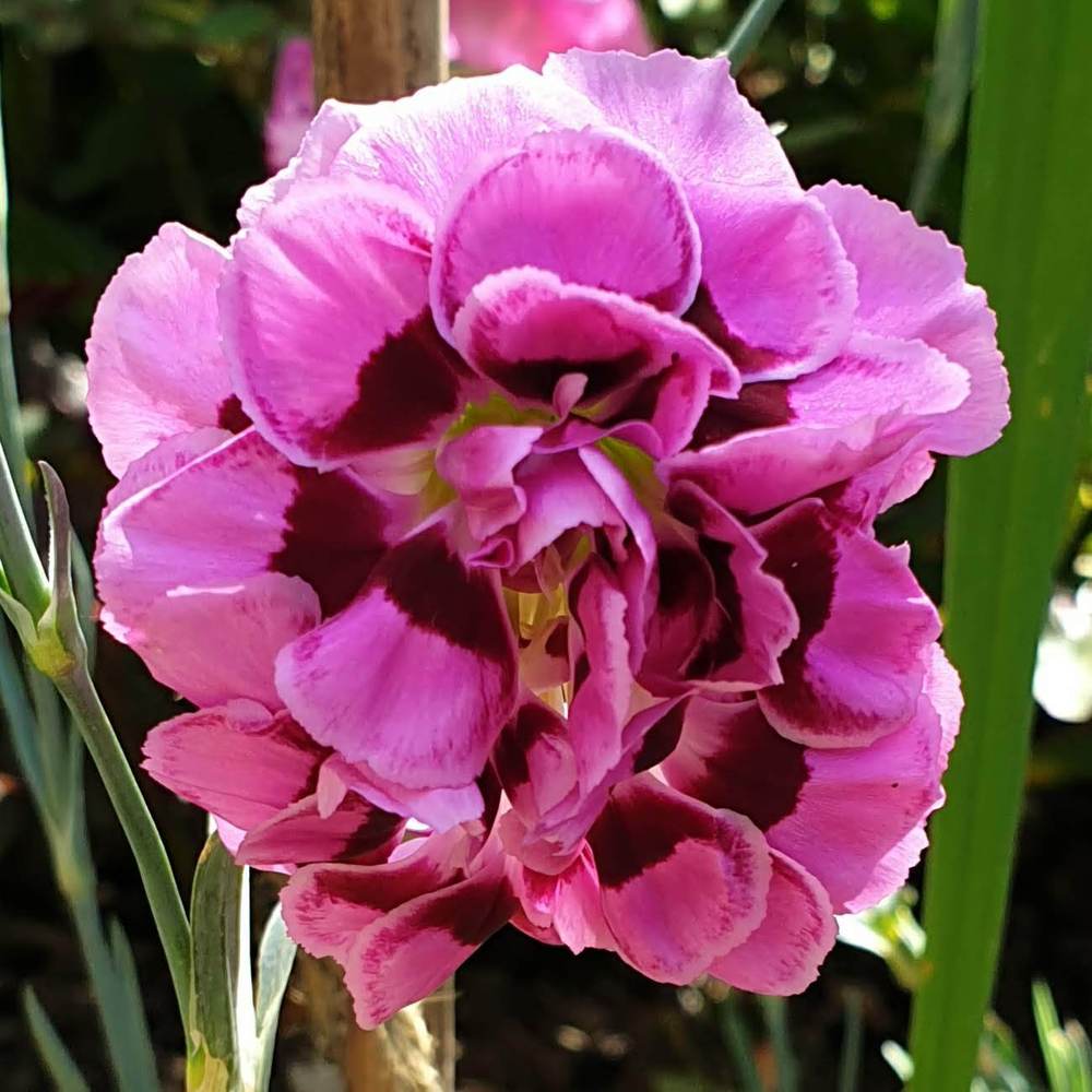 Pink (Dianthus 'Tropical Butterfly') in the Dianthus Database