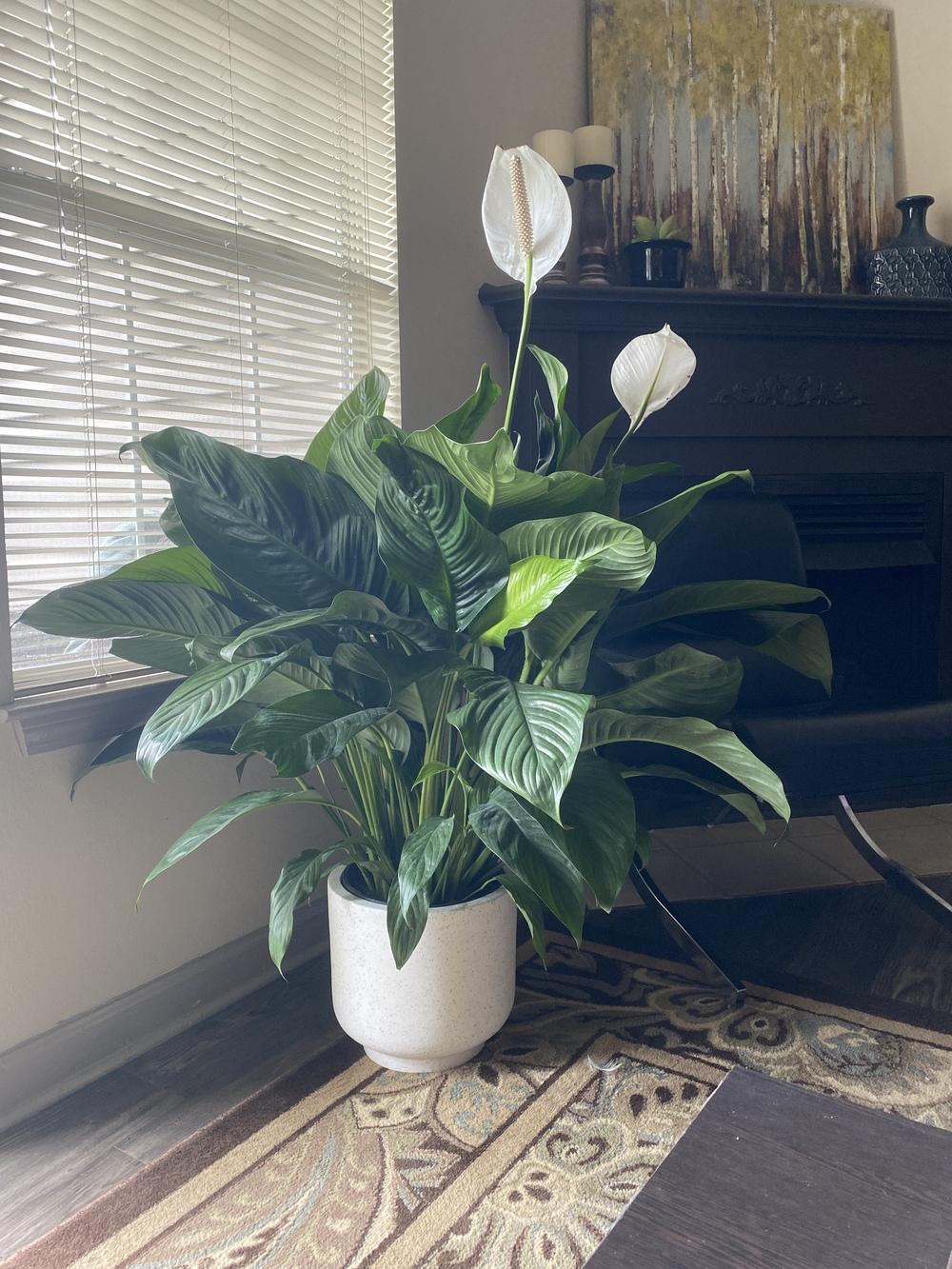 Peace Lily in the Ask a Question forum