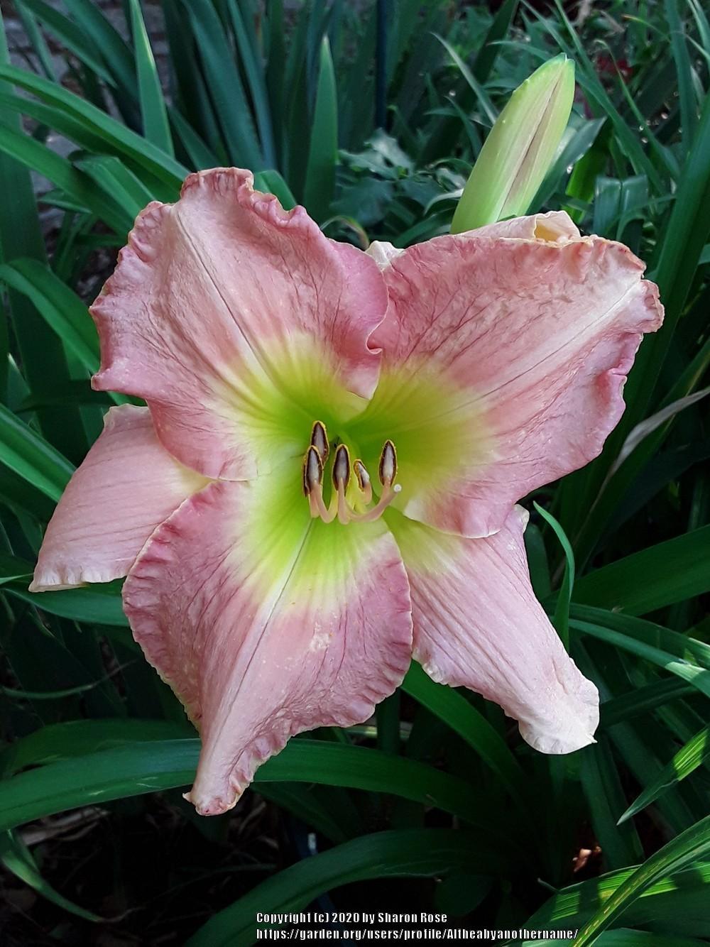 Daylily (Hemerocallis 'Symmetry in Ruffles') in the Daylilies Database