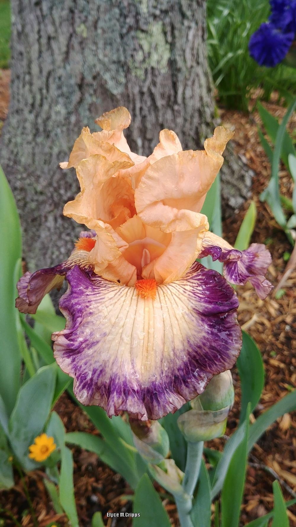 Tall Bearded Iris (Iris &lsquo;Berry Blast&rsquo;) in the Irises Database - Garden.org