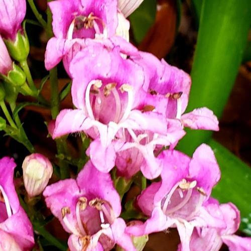 Beardtongue (Penstemon Rock Candy® Pink) in the Penstemons Database