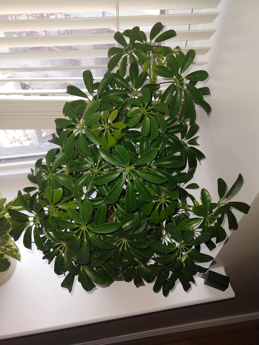 Umbrella Tree/Plant wilting in the Ask a Question forum