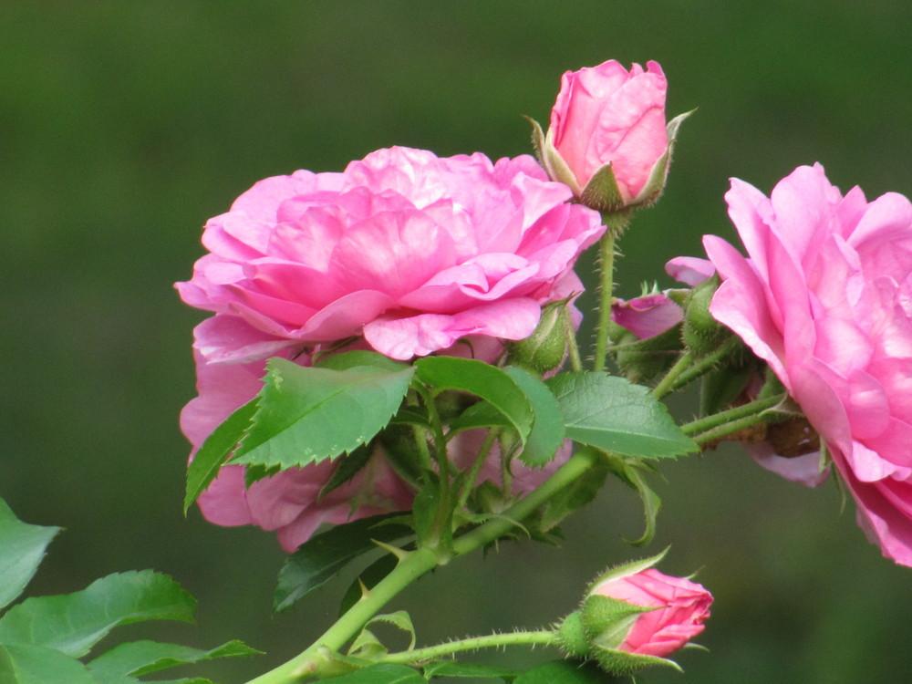 Rose (Rosa 'Cape Diamond') in the Roses Database