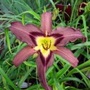 Location: My Caffeinated Garden, Grapevine, TXDate: 2020-06-01Unique colors!