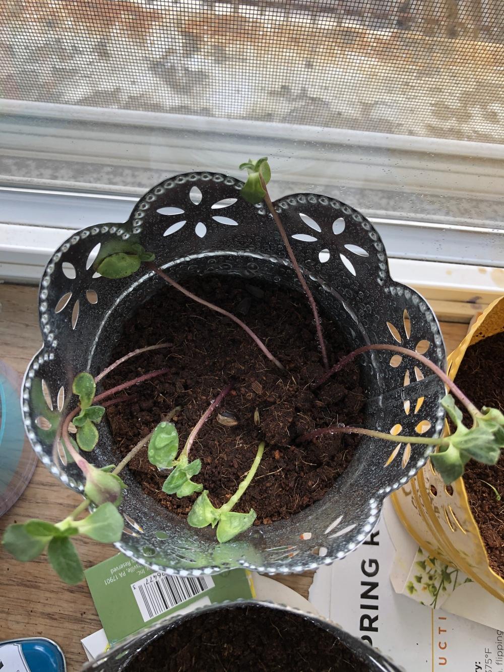 Sunflower sprouts drooping in the Ask a Question forum