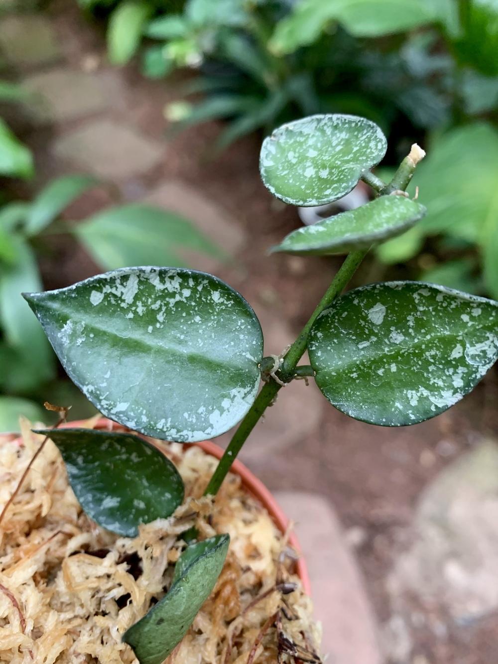 Wax Plant (Hoya krohniana 'Eskimo') in the Hoyas Database