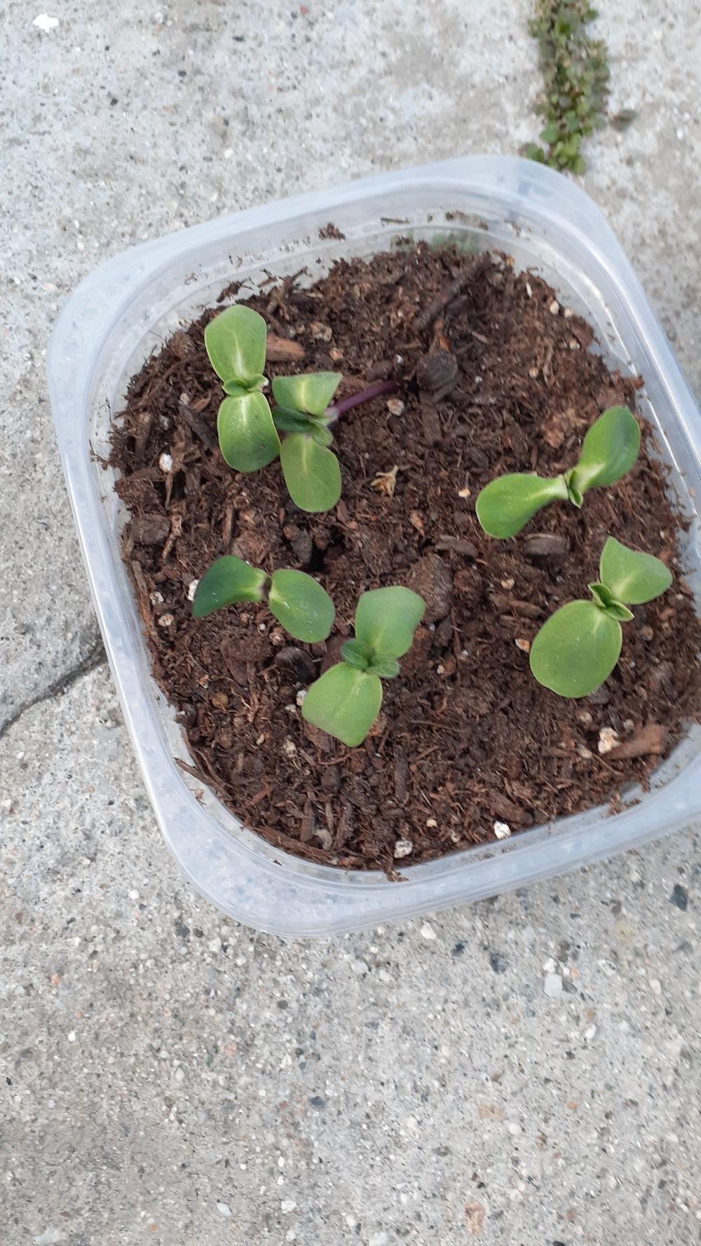 Sunflower sprouts drooping in the Ask a Question forum
