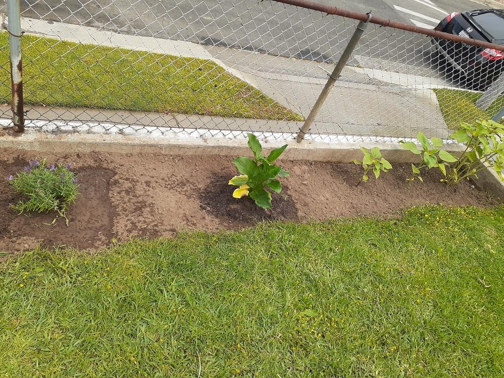 Sunflower sprouts drooping in the Ask a Question forum