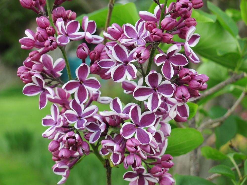 Lilacs Plant Care and Collection of Varieties
