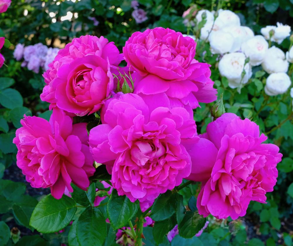 Rose (Rosa ‘Princess Anne’) in the Roses Database - Garden.org