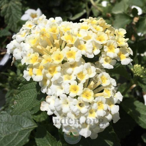 West Indian Lantana (Lantana camara Luscious® Royale Pina Colada) in