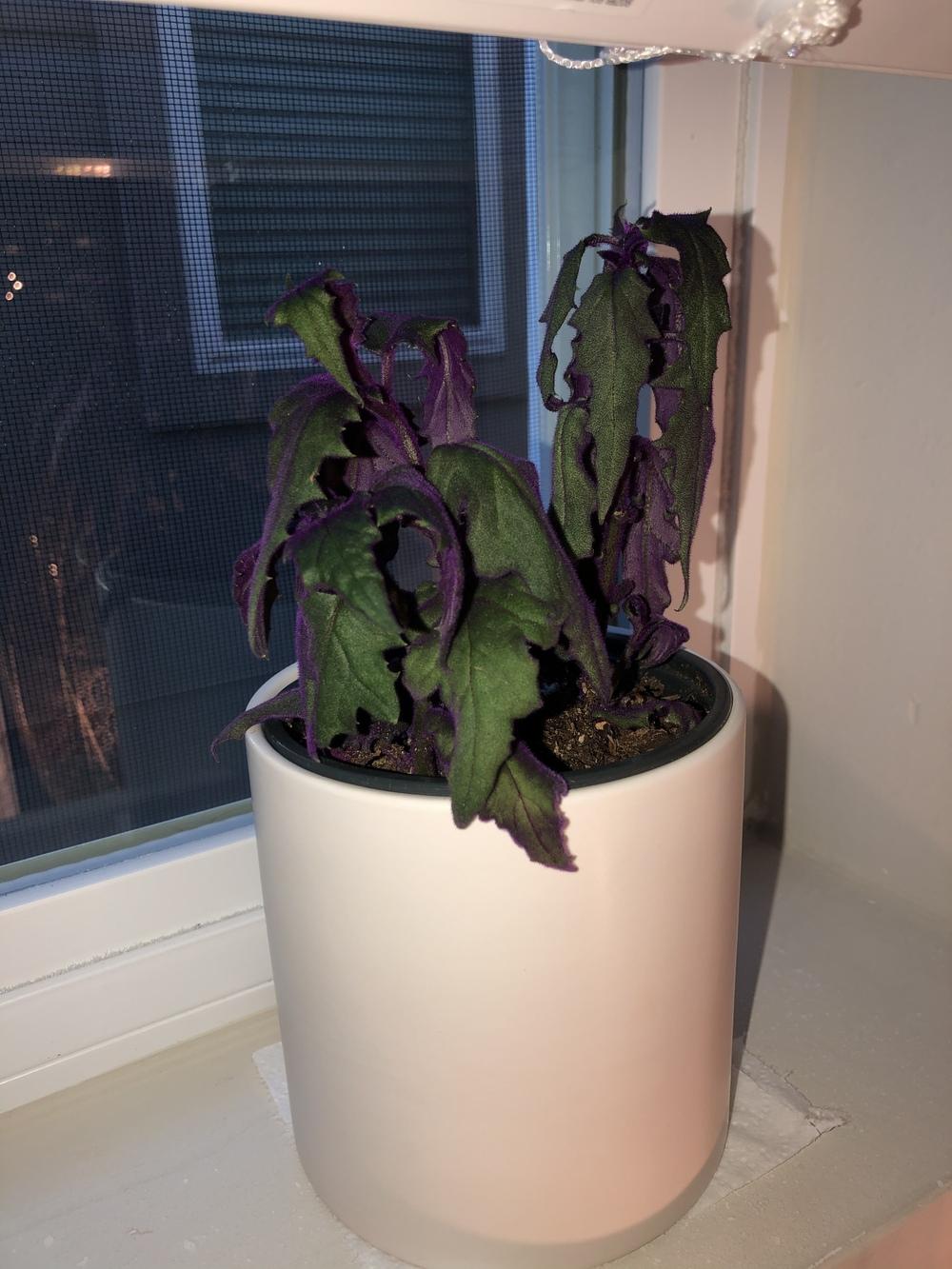 Purple Passion Plant Wilting in the Houseplants forum