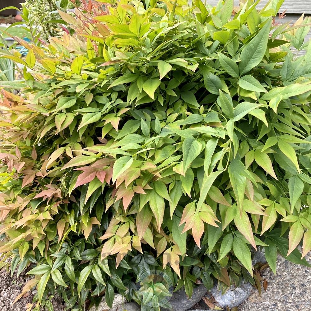 Heavenly Bamboo (Nandina domestica Sienna Sunrise®) in the Heavenly
