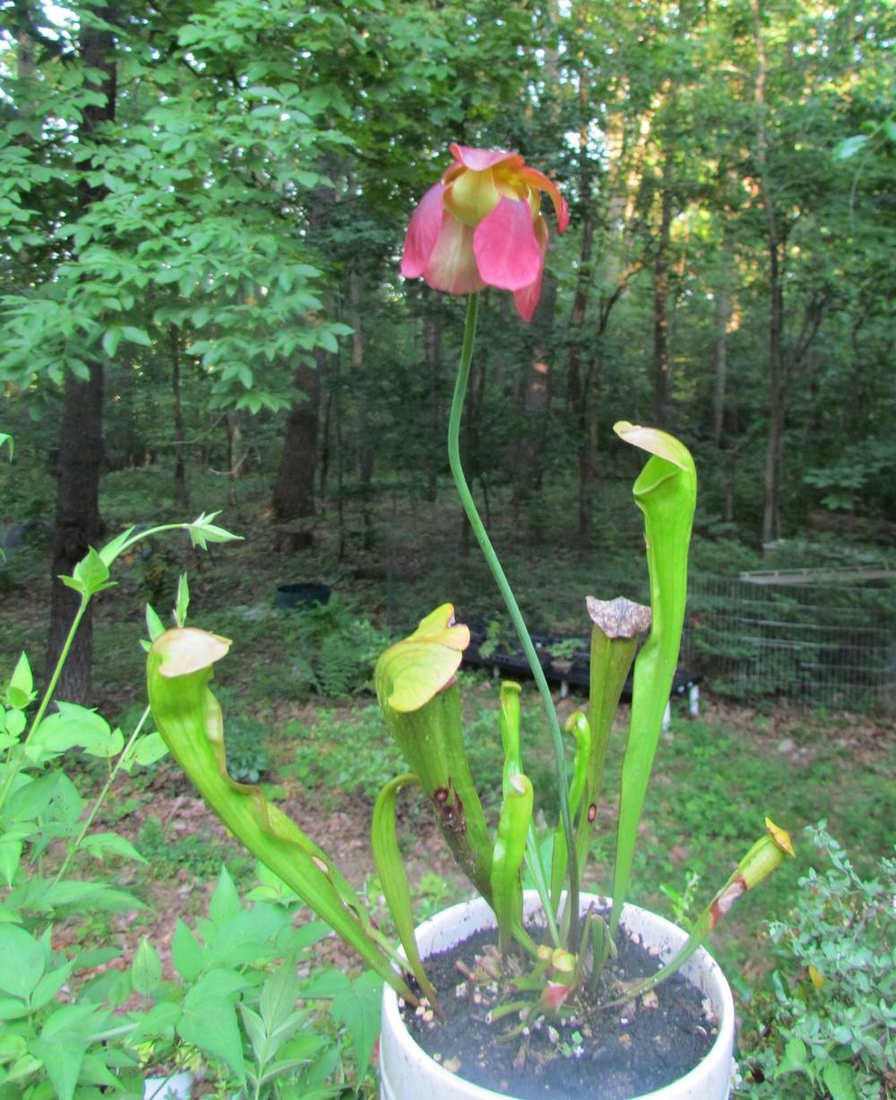 Photo of the entire plant of Pitcher Plant (Sarracenia ‘Bug Bat
