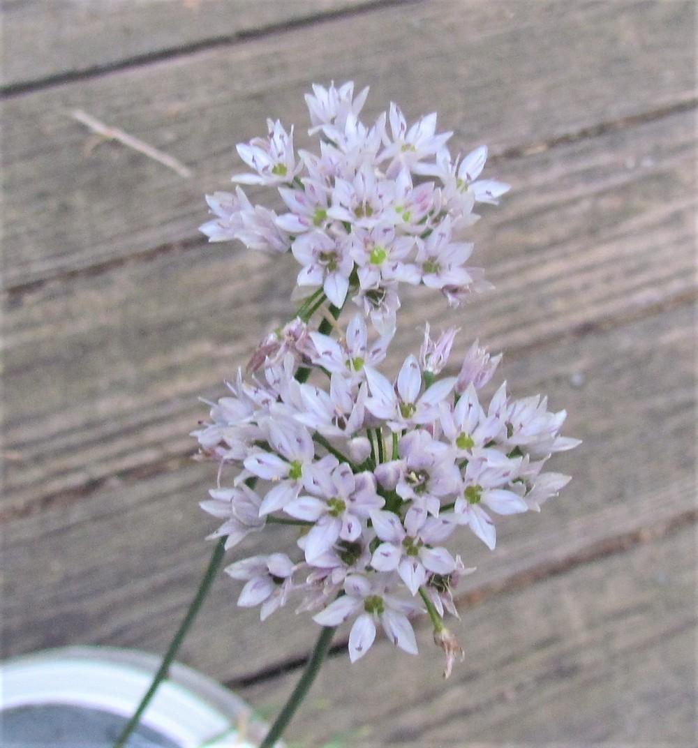 Showy Meadow Garlic (Allium canadense var. lavandulare)