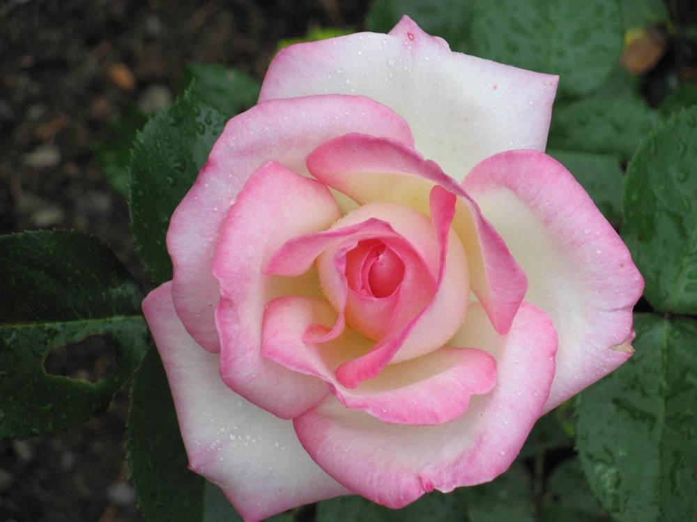 Rose (Rosa 'Princesse de Monaco') in the Roses Database - Garden.org