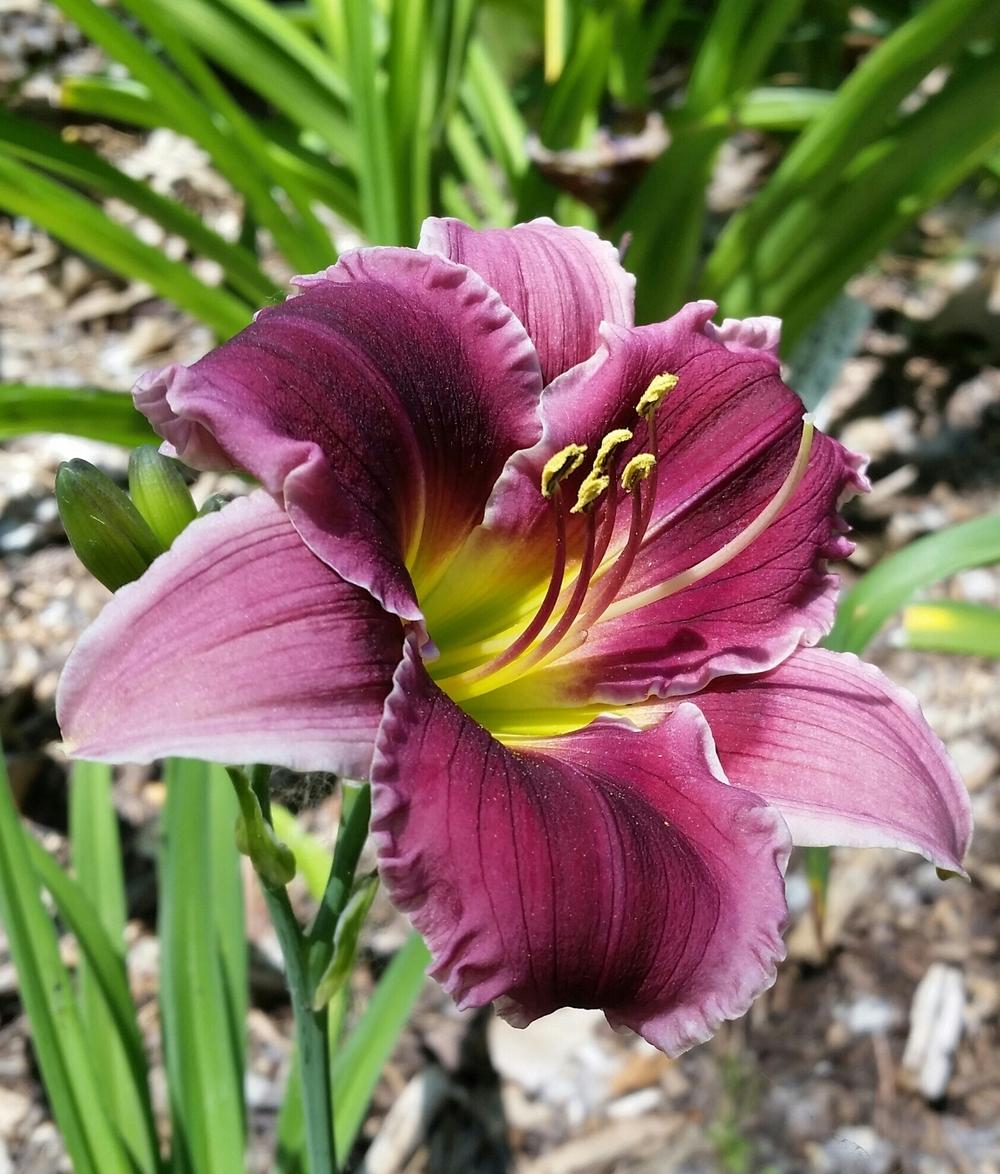 Daylily (Hemerocallis 'Luscious Kiss') in the Daylilies Database ...