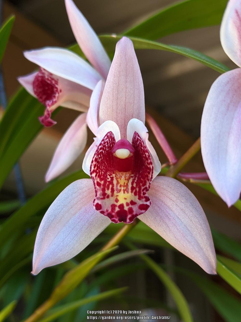 Orchid (Cymbidium Cherry Blossom)