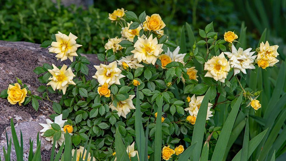 Rose (Rosa 'Rise 'n' Shine') in the Roses Database