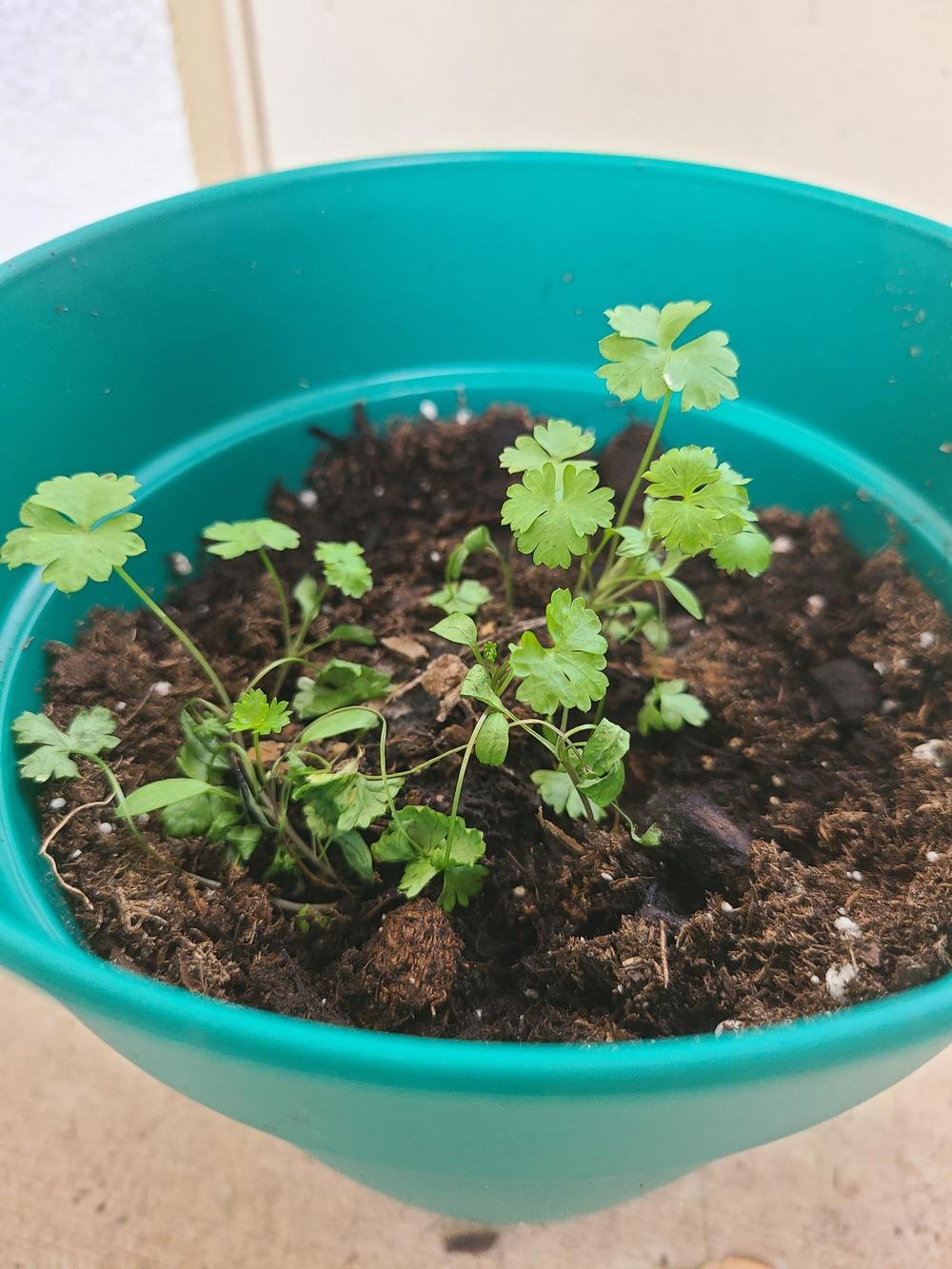 Parsley Plant in the Ask a Question forum