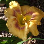 Location: Warne, NCDate: 2020-06-05