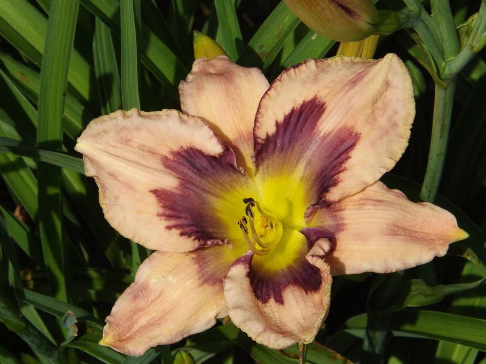 Daylily (Hemerocallis 'Winyah Butterfly') in the Daylilies Database