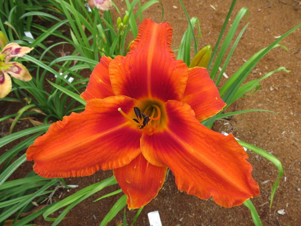 Photo of the bloom of Daylily (Hemerocallis 'Stop the Car') posted by IndianCreekDaylilies