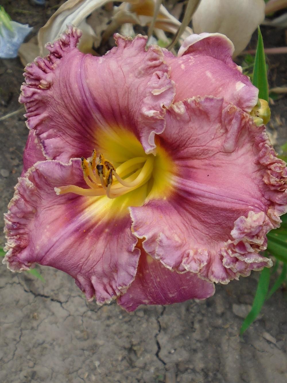 Daylily (Hemerocallis 'Blossom Hill') in the Daylilies Database