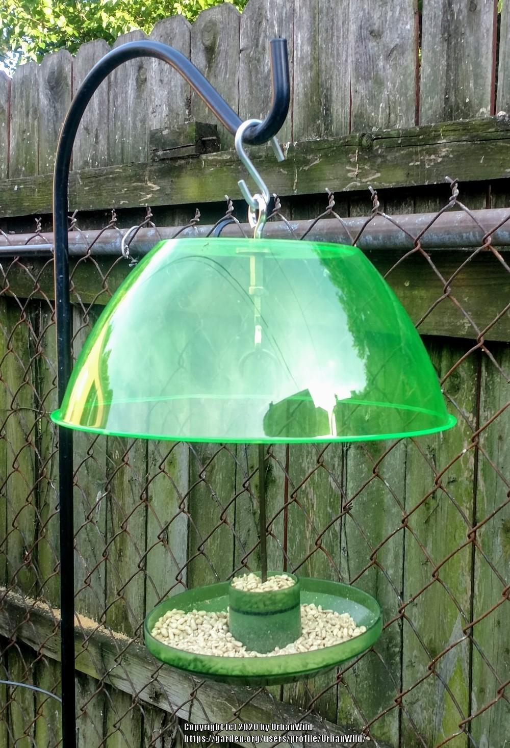Inexpensive homemade bird feeder domes... in the Gardening for