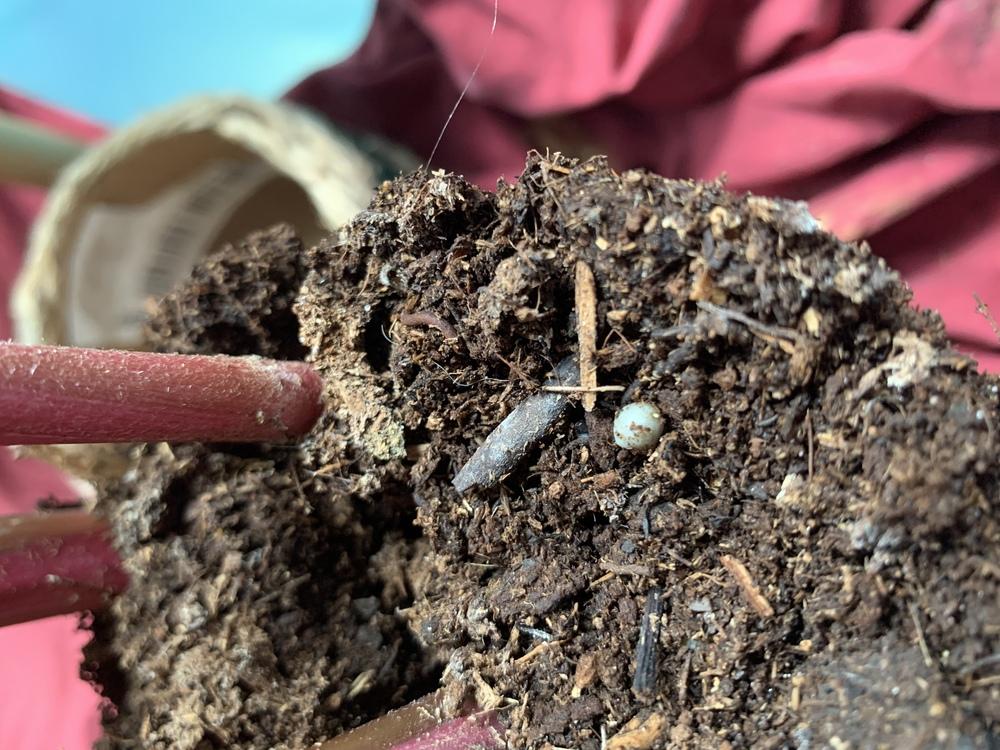 Tiny dark silver bugs in soil of houseplants in the Ask a Question