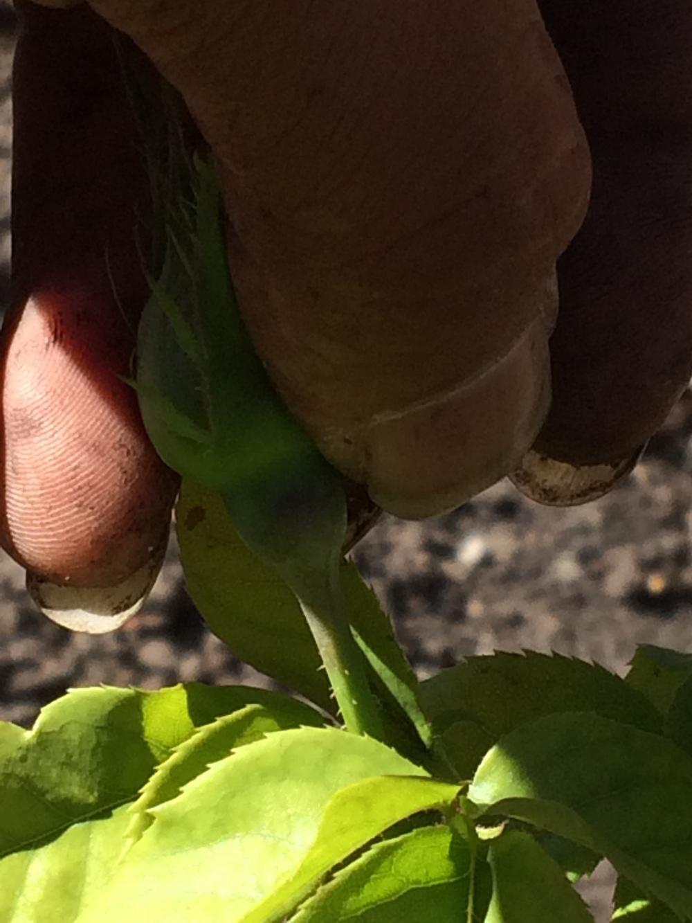 How do I know how much my rose hips got pollinated? in the Ask a