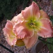 Location: Warne, NCDate: 2020-06-07