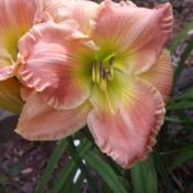 Location: Warne, NCDate: 2020-06-07