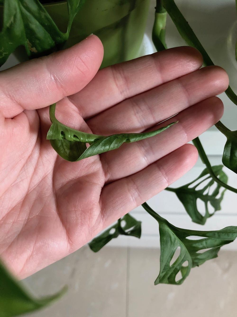 Houseplants Forum Monstera Adansonii Not Unfurling Garden Org