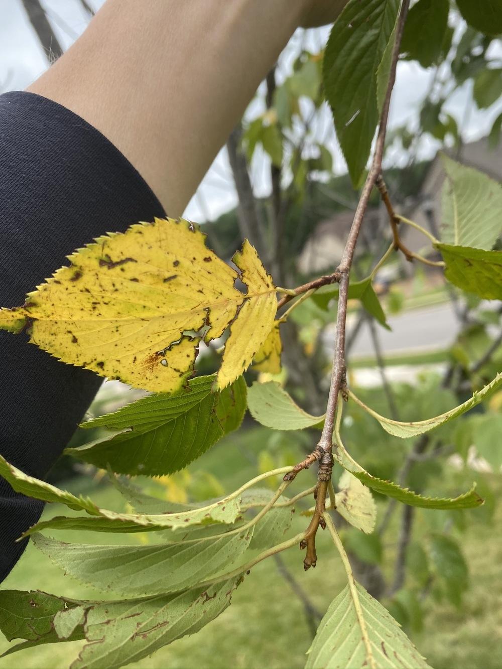 Newly Planted Yoshino Cherry Tree With Yellowing Leaves in the Ask a