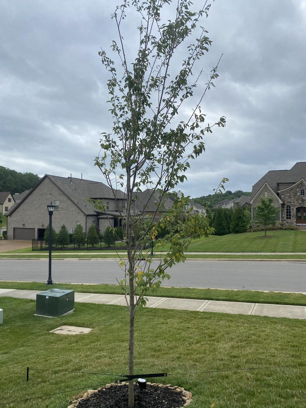 Ask A Question Forum Newly Planted Yoshino Cherry Tree With Yellowing Leaves Garden Org