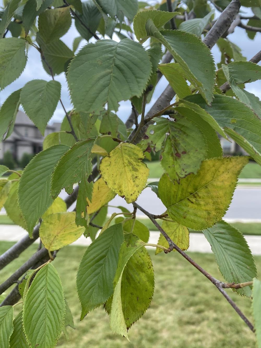 Newly Planted Yoshino Cherry Tree With Yellowing Leaves in the Ask a