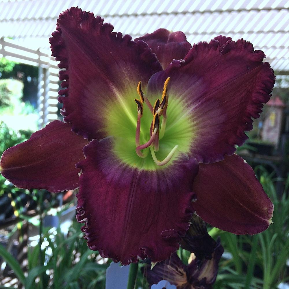 Photo of the bloom of Daylily (Hemerocallis 'Broken Chains') posted by