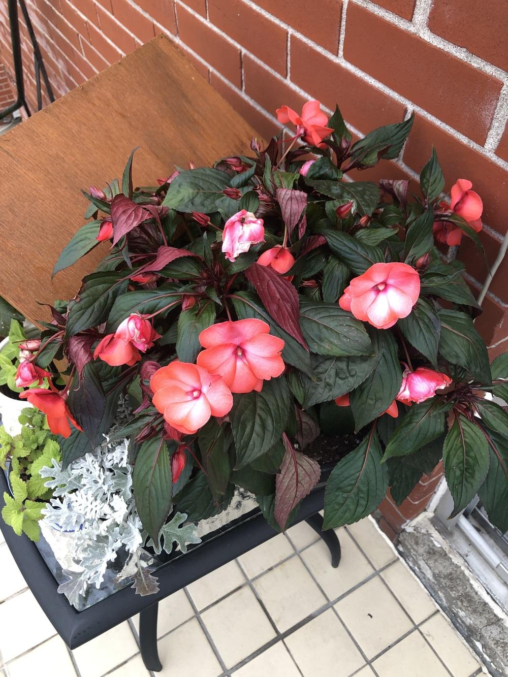 New Guinea impatiens wilting in the Ask a Question forum