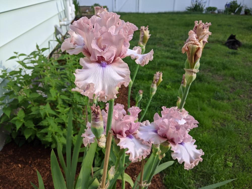 Photo of the bloom of Tall Bearded Iris (Iris 'Don't Stop Believing