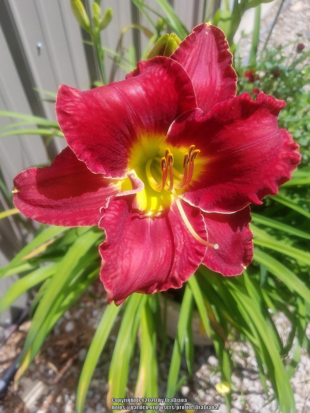 Daylily (Hemerocallis 'Cherry Frills') in the Daylilies Database