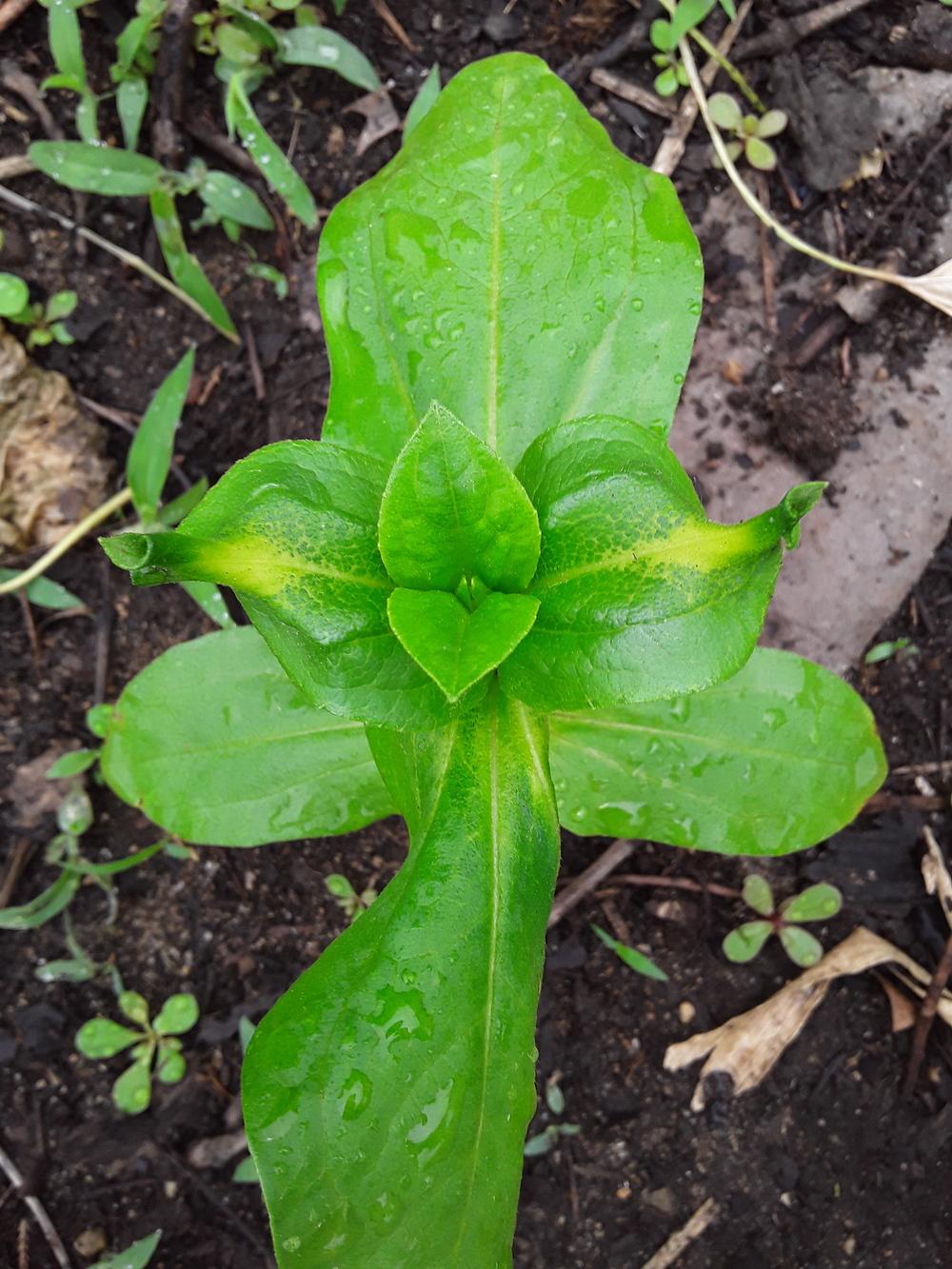 Deformed zinnia leaves in It Can Be Fun To Breed Your Own Zinnias