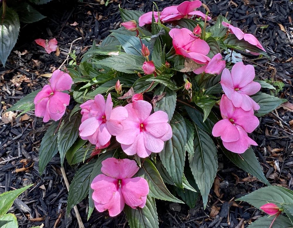New Guinea Impatiens (Impatiens hawkeri Harmony® Pink Smile)