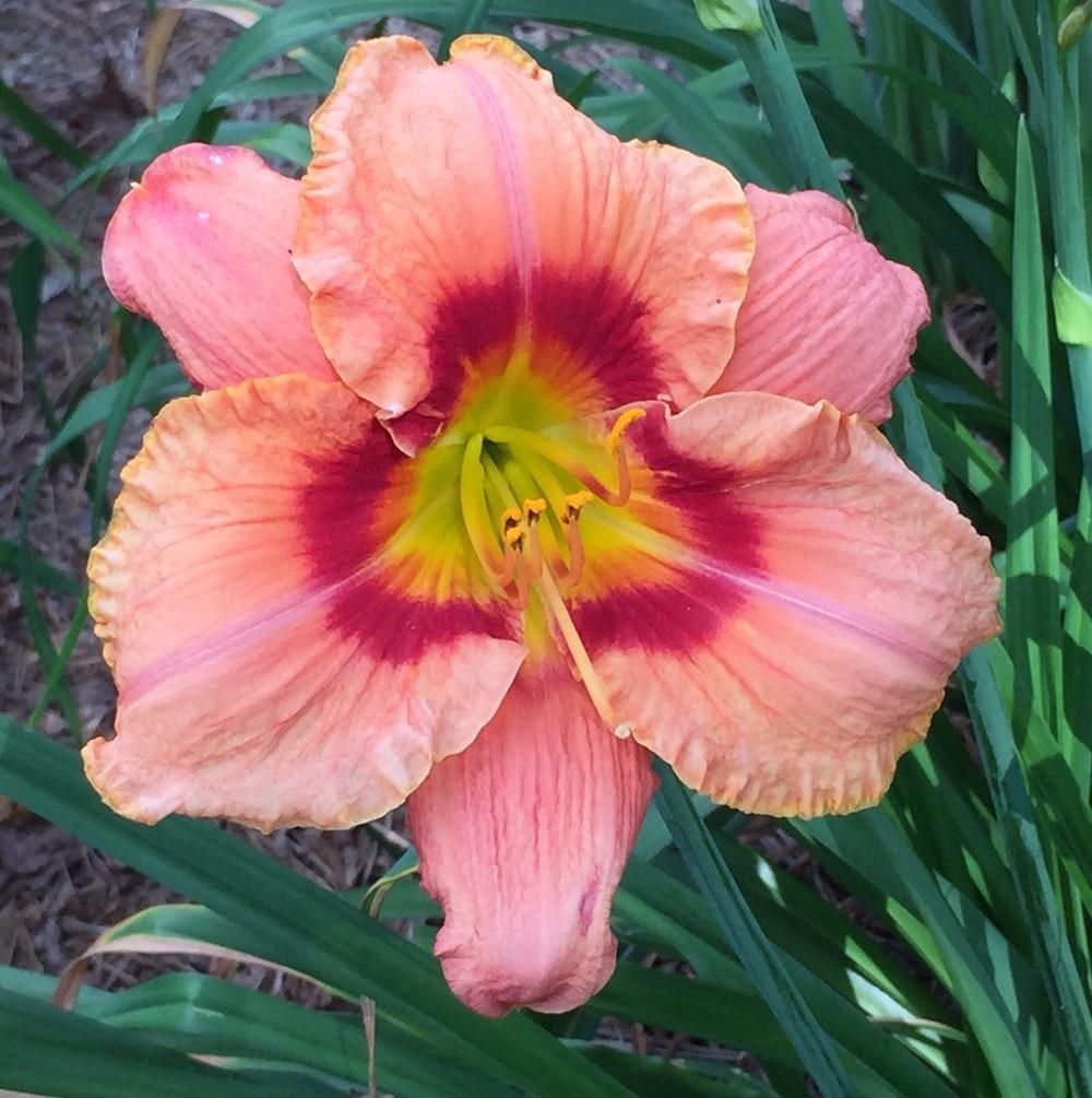 Daylily (Hemerocallis 'Starburst Fruit') in the Daylilies Database