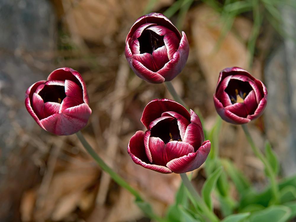 Tulips Plant Care and Collection of Varieties
