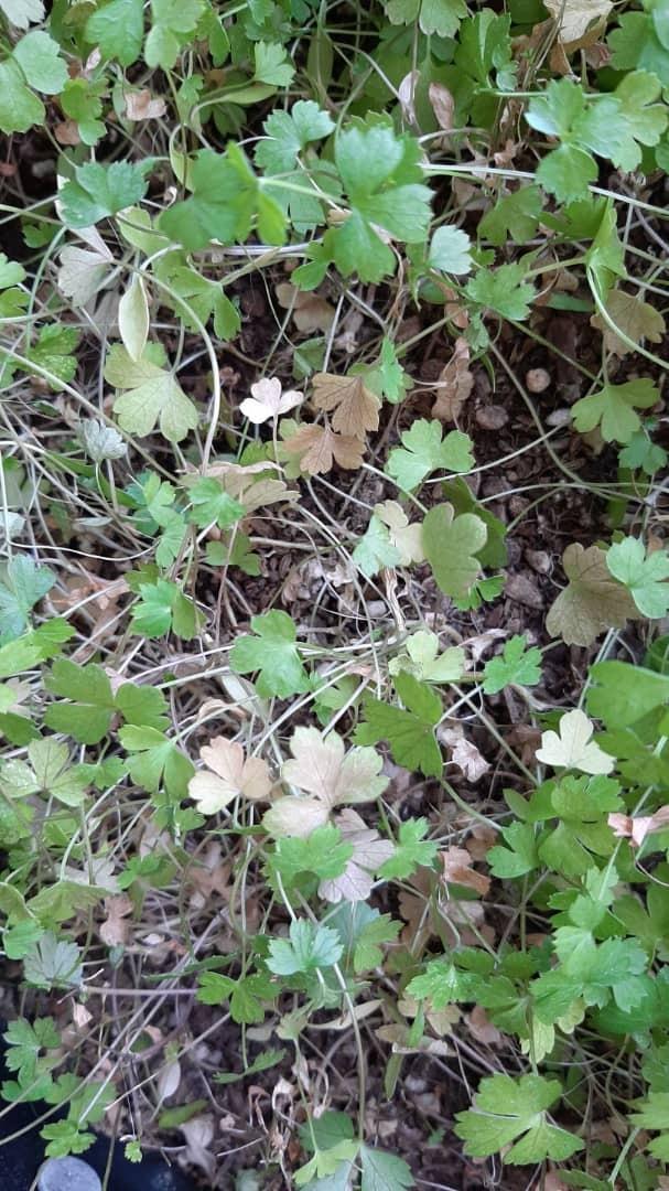 parsley turning brown in the Ask a Question forum