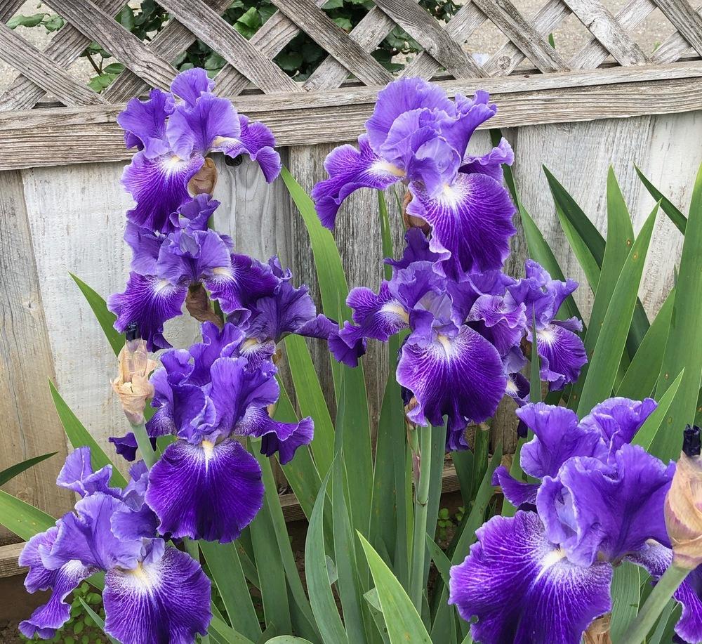 Your top ten irises.... in the Irises forum