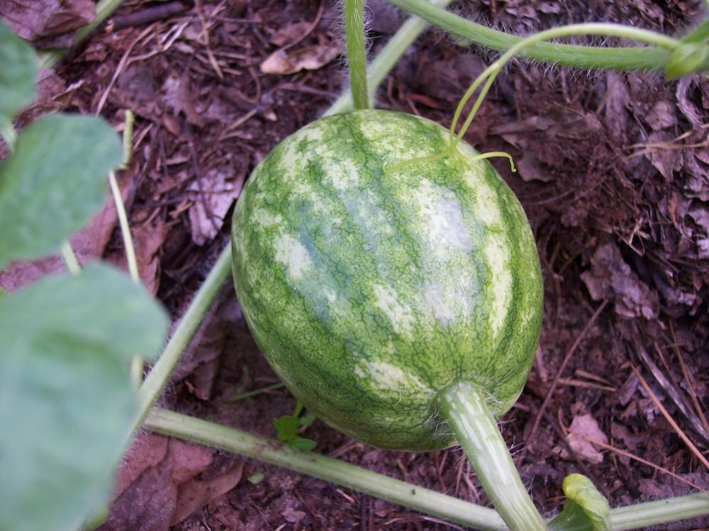 Watermelons Plant Care and Collection of Varieties