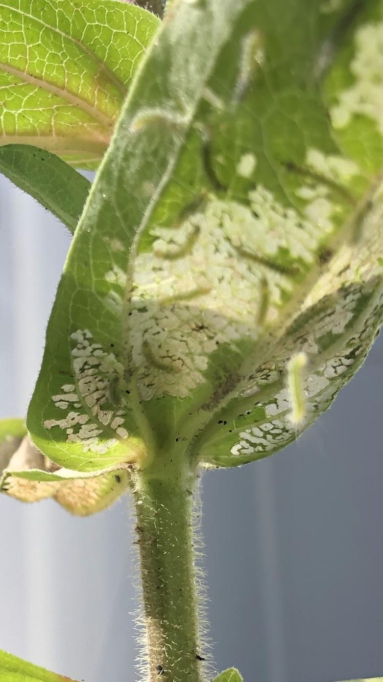 Zinnias with worm looking organism in the Ask a Question forum