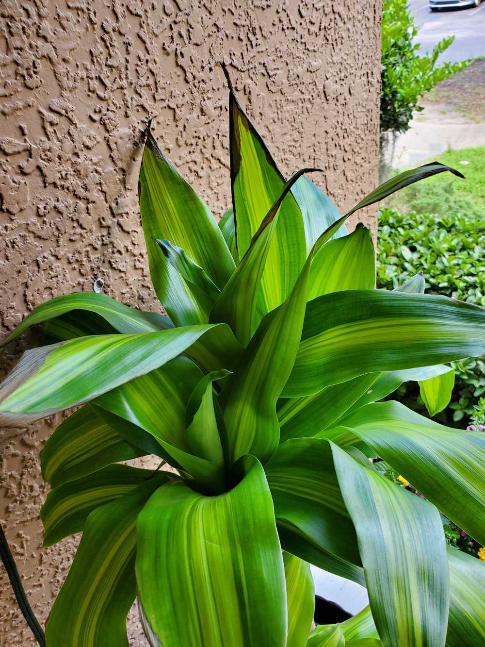Mass Cane Leaves Turning Brown on Edges in the Ask a Question forum